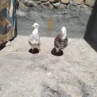 کفتر عروسک