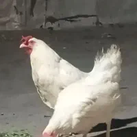 مرغ
