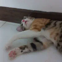 گربه
