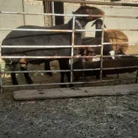 قوچ قره غزل .اصل. نژاد دار .دو قلوزا