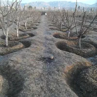 ((انجام کلیه خدمات باغبانی درختکاری چمن کاری هرس))