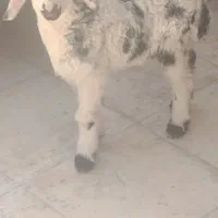بره شیری