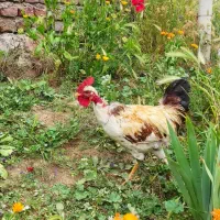 خروس طبیعی
