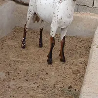 خالص ماده|حیوانات مزرعه|گلپایگان, |دیوار