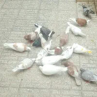 کبوتر پرشی ومسافتی
