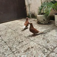 کبوتر سرخ دم سفید پرشی