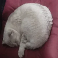 گربه ماده