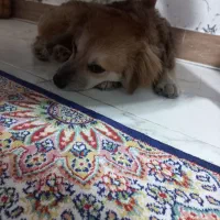 حیوان خانگی