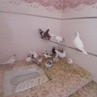کبوتر|پرنده|کاشان, باغچه فیض|دیوار