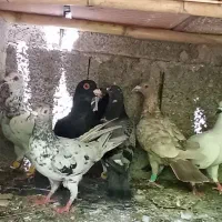 کبوتر پلاکی