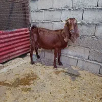 بزنجدی