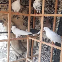 6 تا کبوتر پرشی