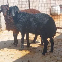 بره قوچ  قزل موسیمی نژاد دار