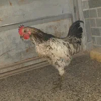 خروس جوان