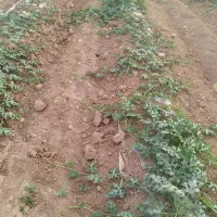 نیازمند نشا هندوانه بیضی