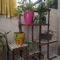 استند گل