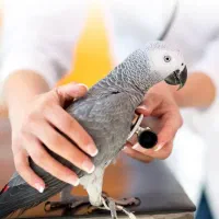 قبول واگذاری طوطی شما، توسط دانشجوی دامپزشکی