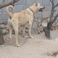 سگ سرابی