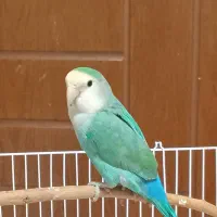 طوطی برزیلی ماده آماده نیمه دستی