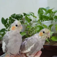 جوجه عروس هلندی دوماهه دوعدد