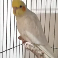 یک جفت عروس هلندی نر و ماده سخنگو با لونه و قفس