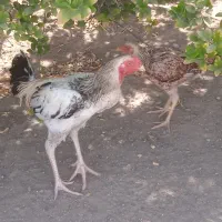مرغ و خروس لاری