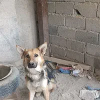 سگ ژرمن