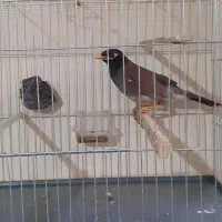 مرغ مینا
