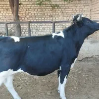 گوساله ریزه قلم و چاق