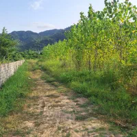 فروش-زمین-باغی-با-صنوبر