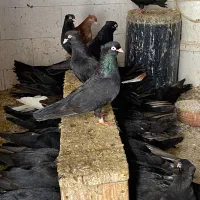 کبوتران آبادانی