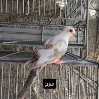 کبوتر خونگی خاص