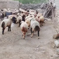 فروش گوسفند
