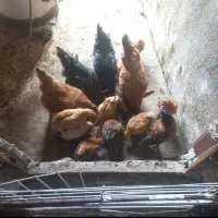 ده عدد جوجه چهار عدد مرغ تخم گذار سالم سالم