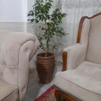گلدان بزرگ بنجامین فقط ۴ تومن