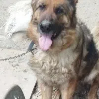 سگ‌گرگی