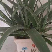 آلوئه ورا پر و اشک تمساح