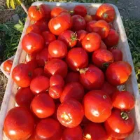 گوجه فرنگی هم ربی هم فروش