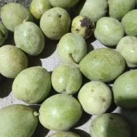 فروش گردو مغز سفید درجه یک توافقی دوباغ