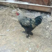 خروس برهما 8 ماهه بزرگ زیبا
