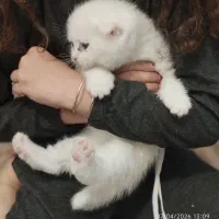 گربه چهار ماهه نژاد دار