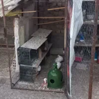 گنجه توری کفتر مرغ