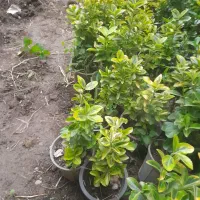 فروش شمشاد طلایی دو ساله بزرگ