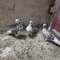 همه جوجه یه نره ماده هستن .حرف ندارن