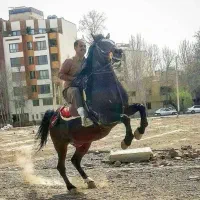 اسب نریون کره کیوان خاتم زاده