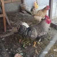 مرغ و خروس
