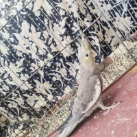 عروس هلندی