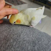سه عدد عروس هلندی