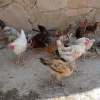 باروک  خروس محلی