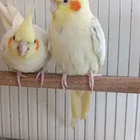 جفت عروس هلندی سرحال